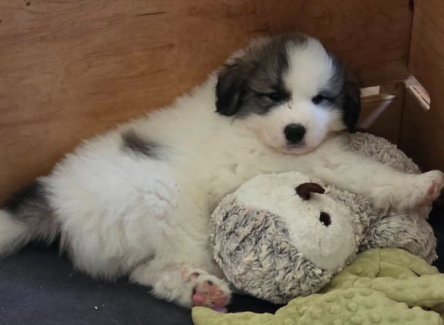 Great Pyrenees Puppies media 9