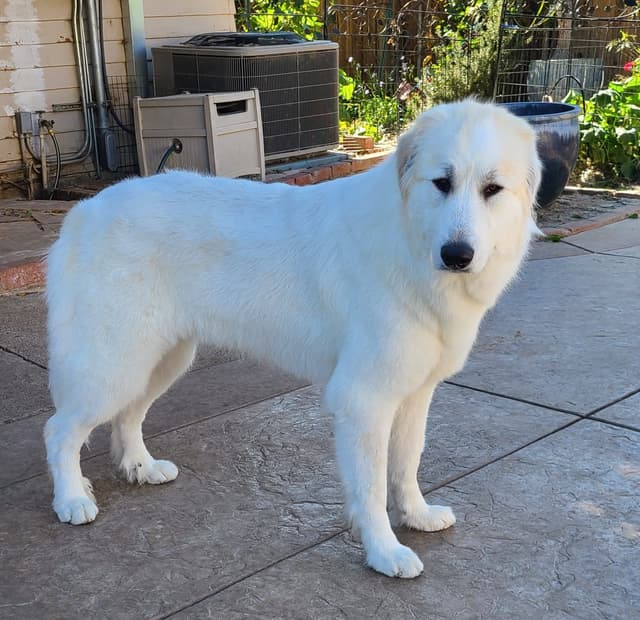 Great Pyrenees Puppies media 11