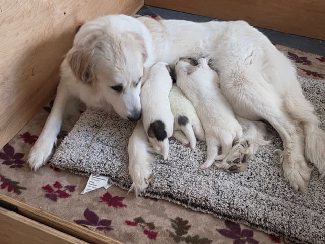 Great Pyrenees Puppies media 12