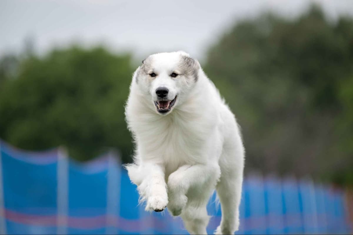 Great Pyrenees Puppies breeder image 11