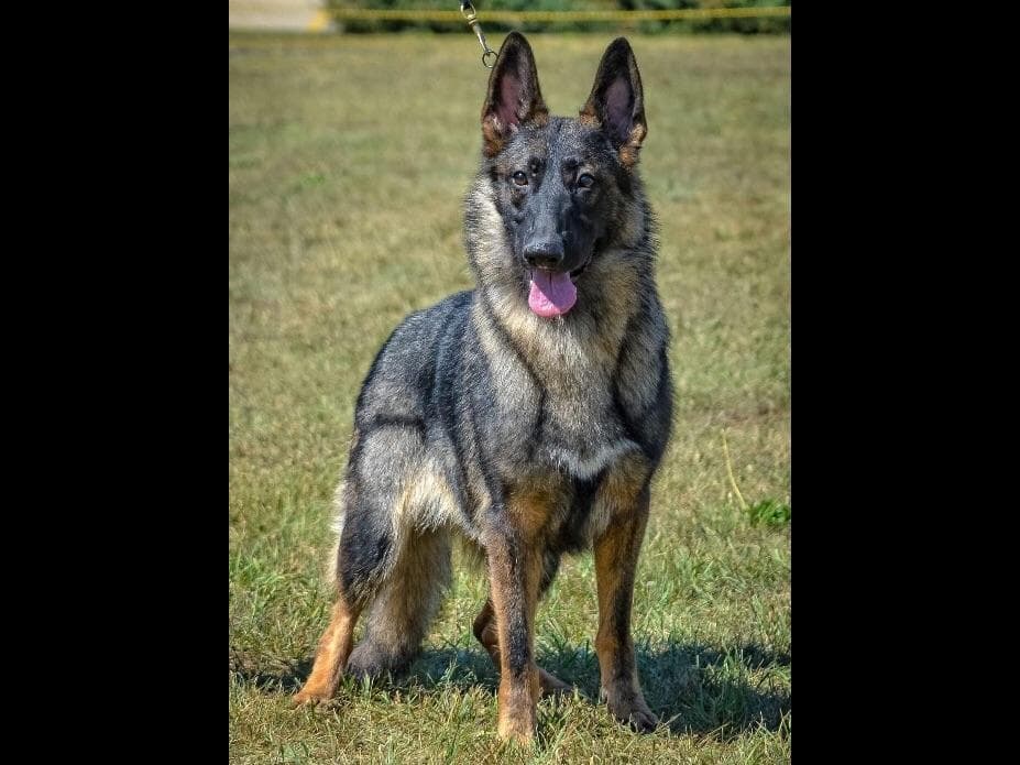 German Shepherd Dog Puppies breeder image 5