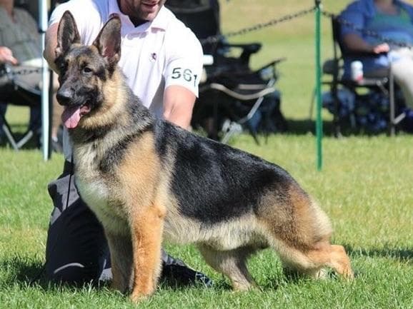 German Shepherd Dog Puppies breeder image 30