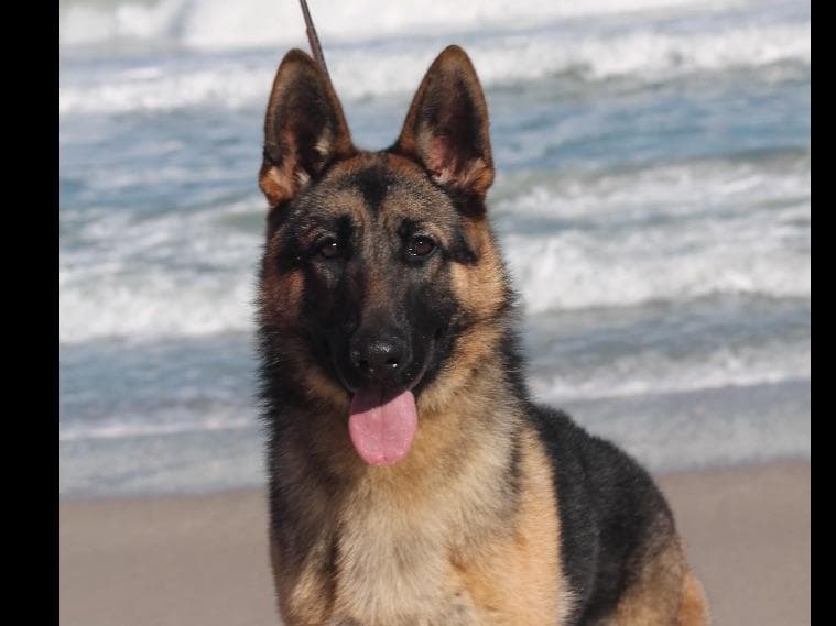 German Shepherd Dog Puppies breeder image 29
