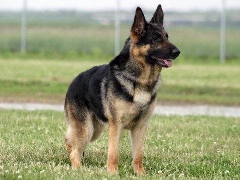 German Shepherd Dog Puppies breeder image 28