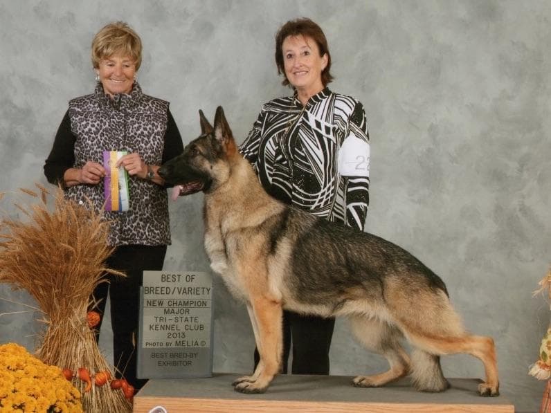 German Shepherd Dog Puppies breeder image 27
