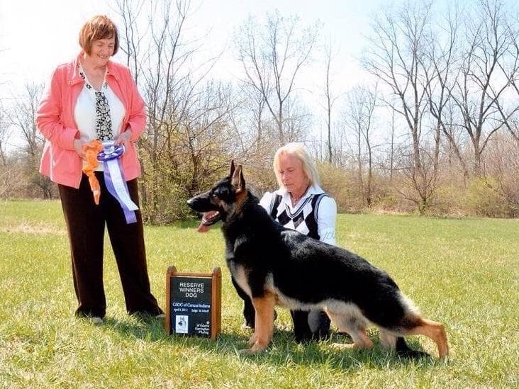 German Shepherd Dog Puppies breeder image 24