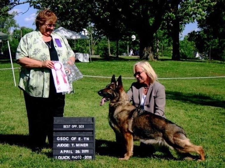 German Shepherd Dog Puppies breeder image 23