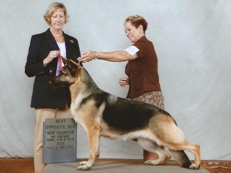 German Shepherd Dog Puppies breeder image 21
