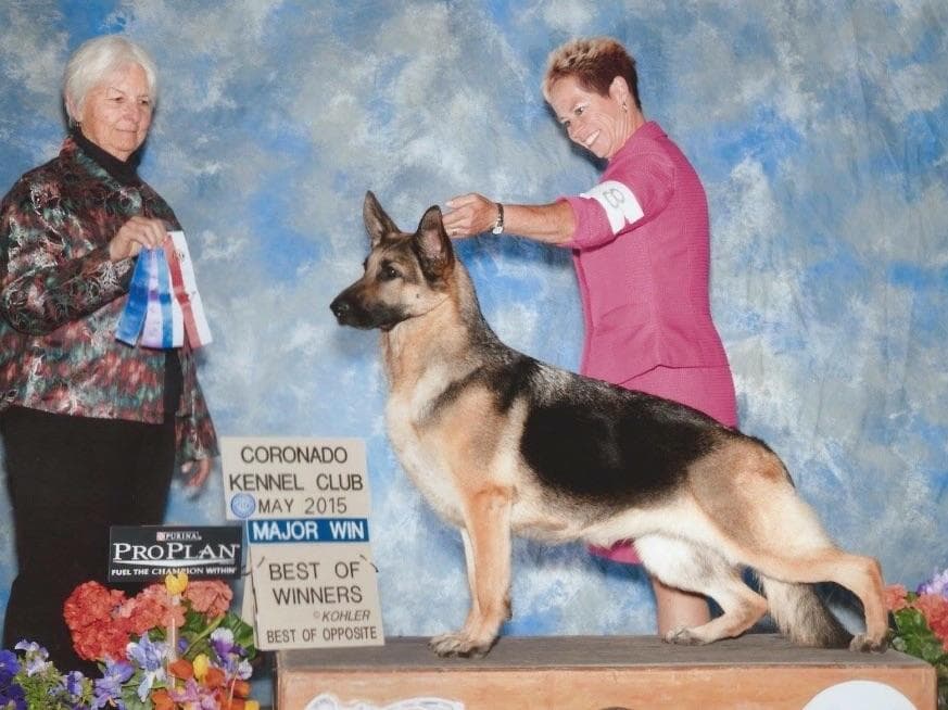 German Shepherd Dog Puppies breeder image 20