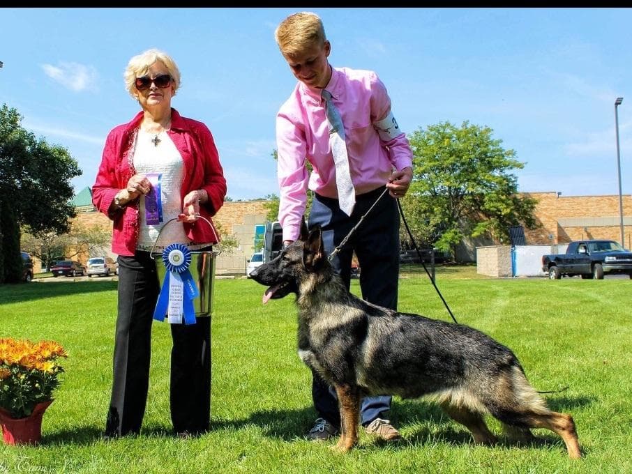 German Shepherd Dog Puppies breeder image 19