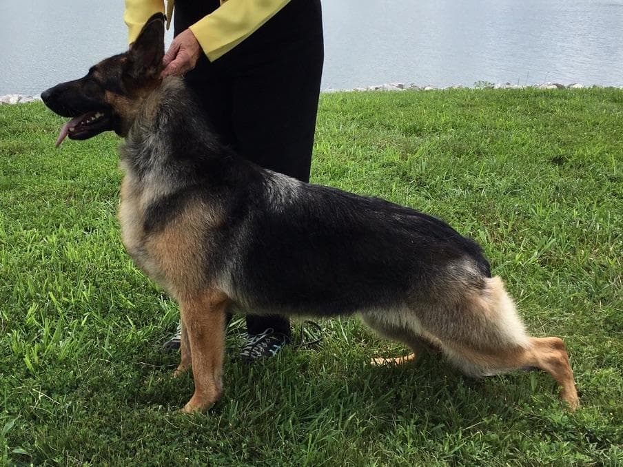 German Shepherd Dog Puppies breeder image 18