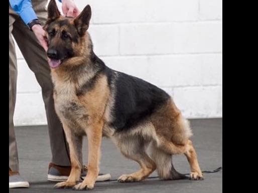 German Shepherd Dog Puppies breeder image 16