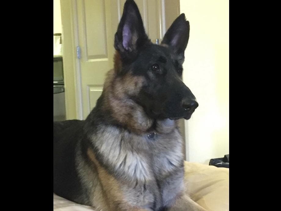 German Shepherd Dog Puppies breeder image 13