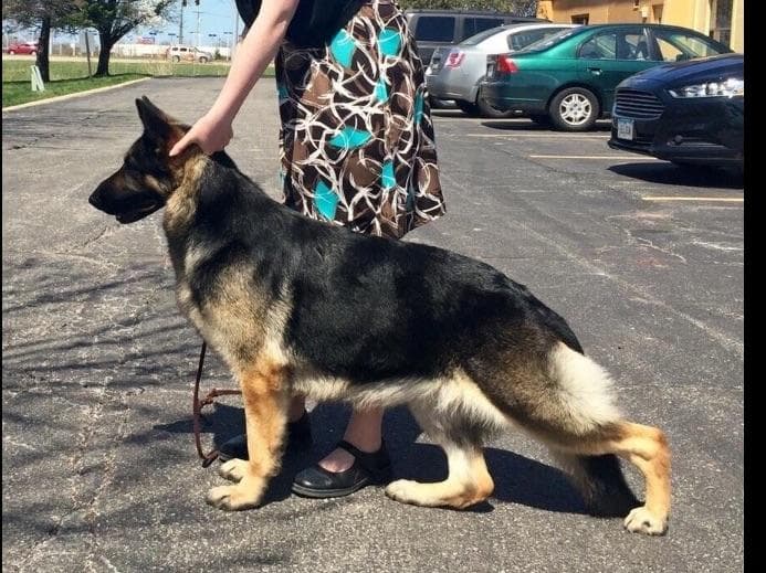 German Shepherd Dog Puppies breeder image 15