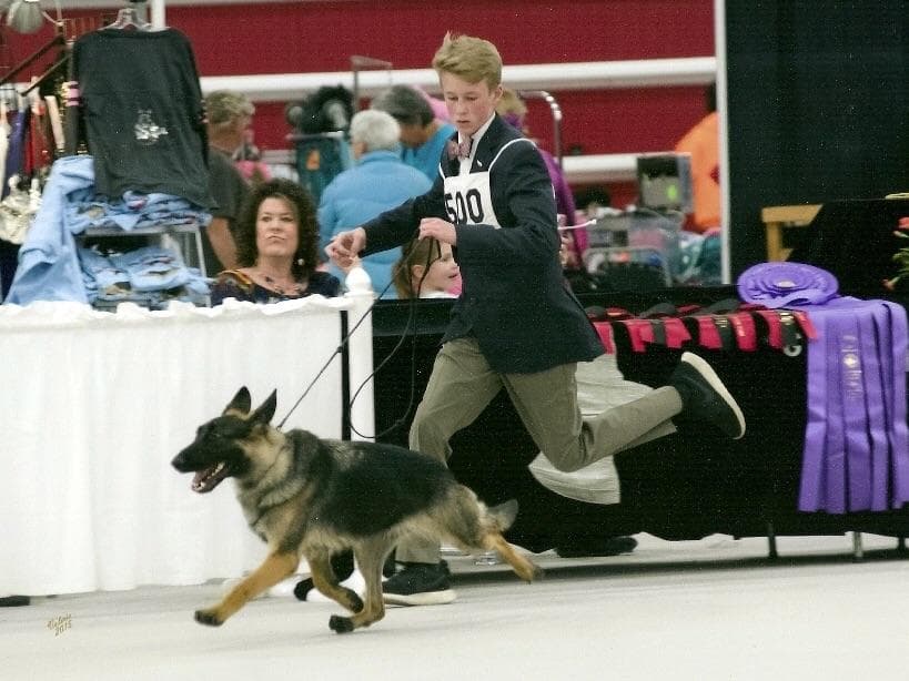 German Shepherd Dog Puppies breeder image 14