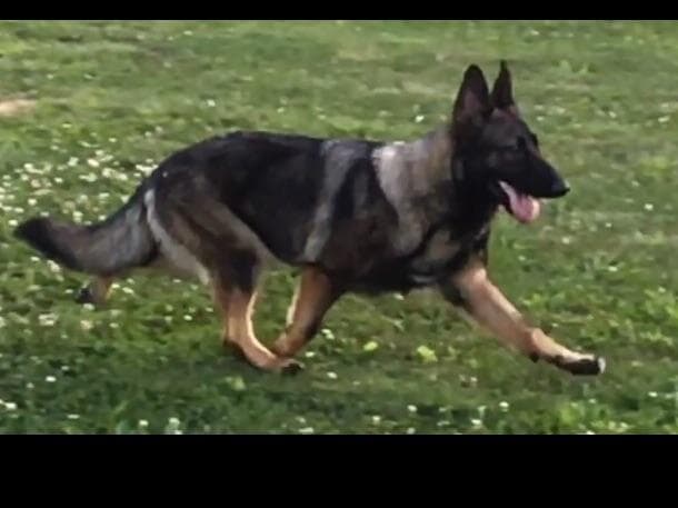 German Shepherd Dog Puppies breeder image 12