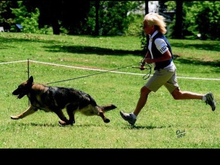 German Shepherd Dog Puppies breeder image 10