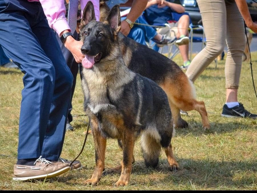 German Shepherd Dog Puppies breeder image 6