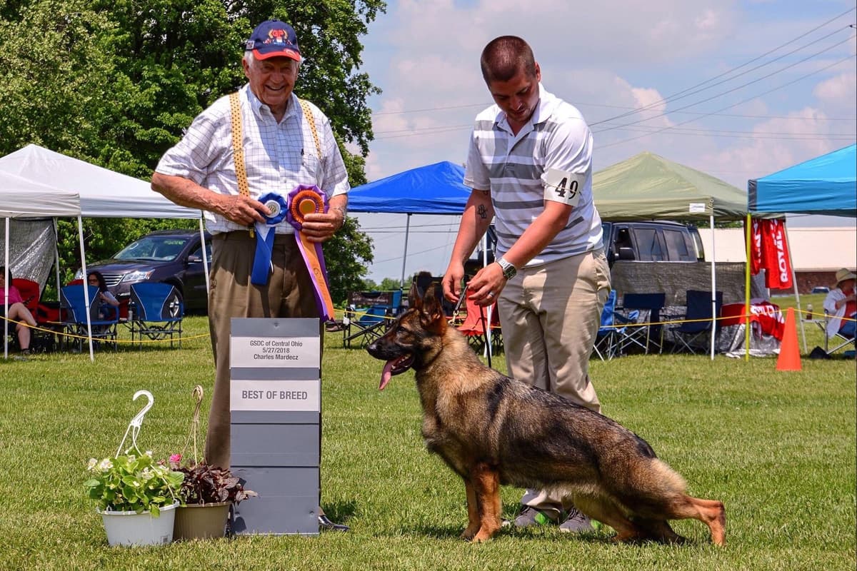 German Shepherd Dog Puppies breeder image 8