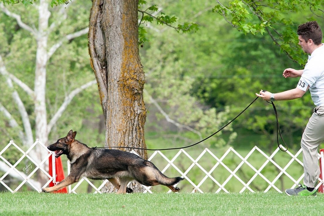 German Shepherd Dog Puppies breeder image 7