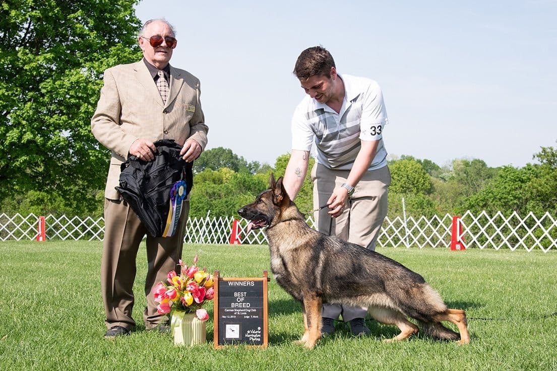 German Shepherd Dog Puppies breeder image 31