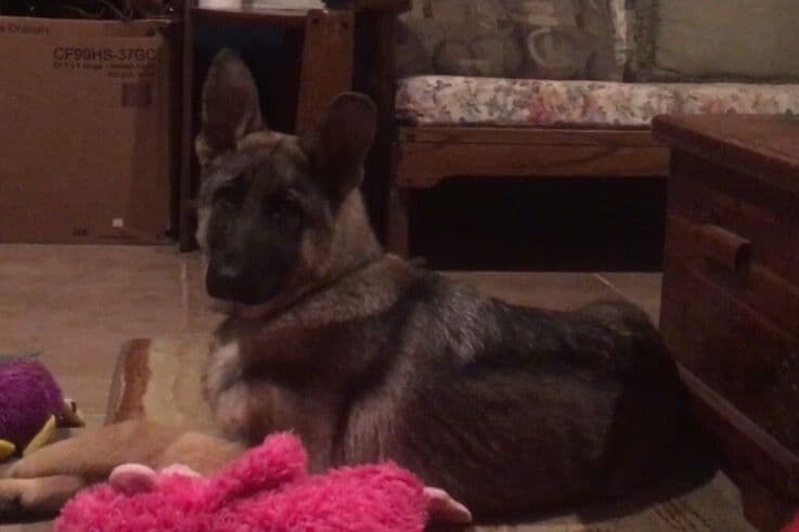 German Shepherd Dog Puppies breeder image 33