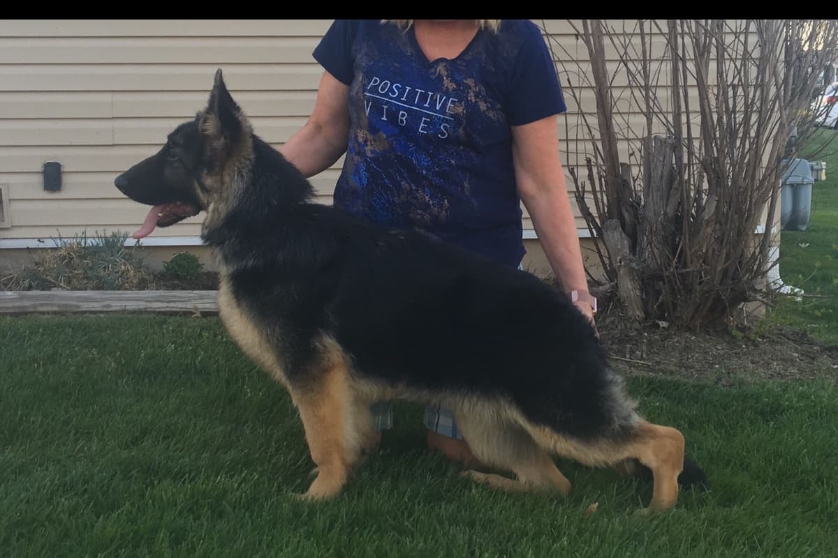 German Shepherd Dog Puppies breeder image 34