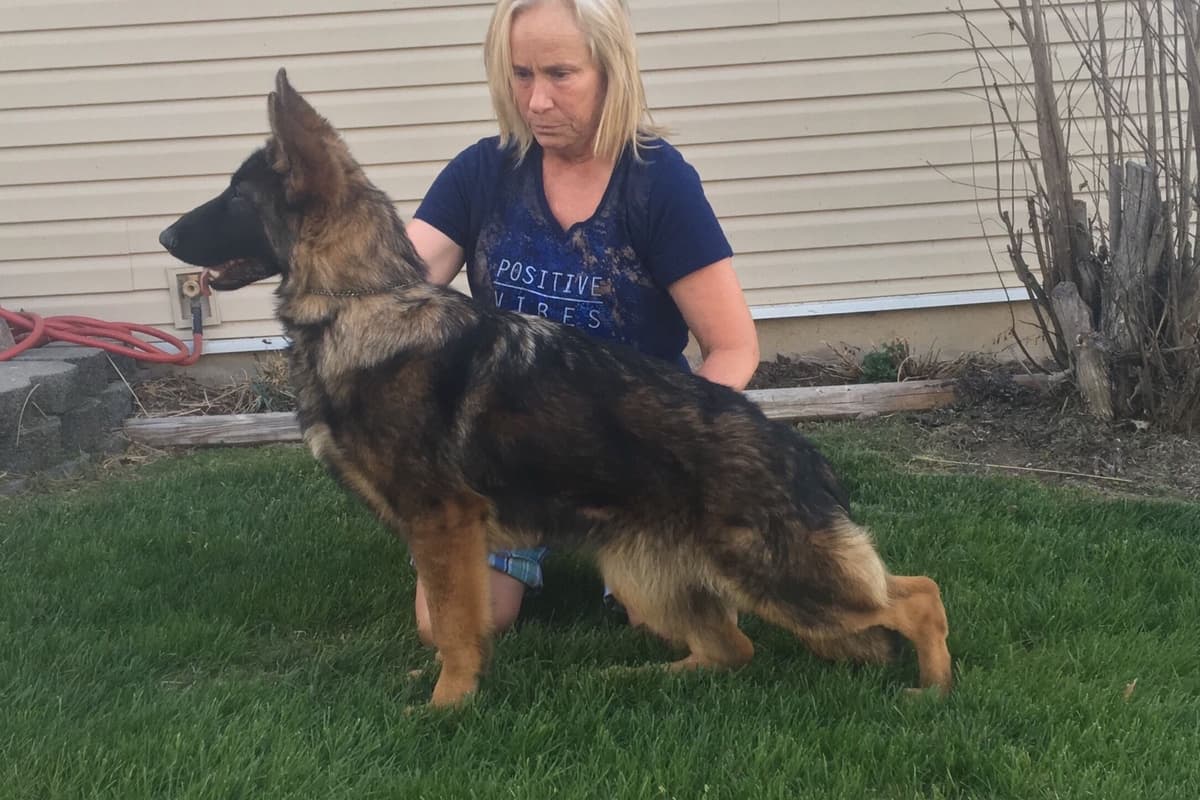 German Shepherd Dog Puppies breeder image 35