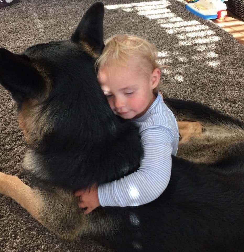 German Shepherd Dog Puppies breeder image 38