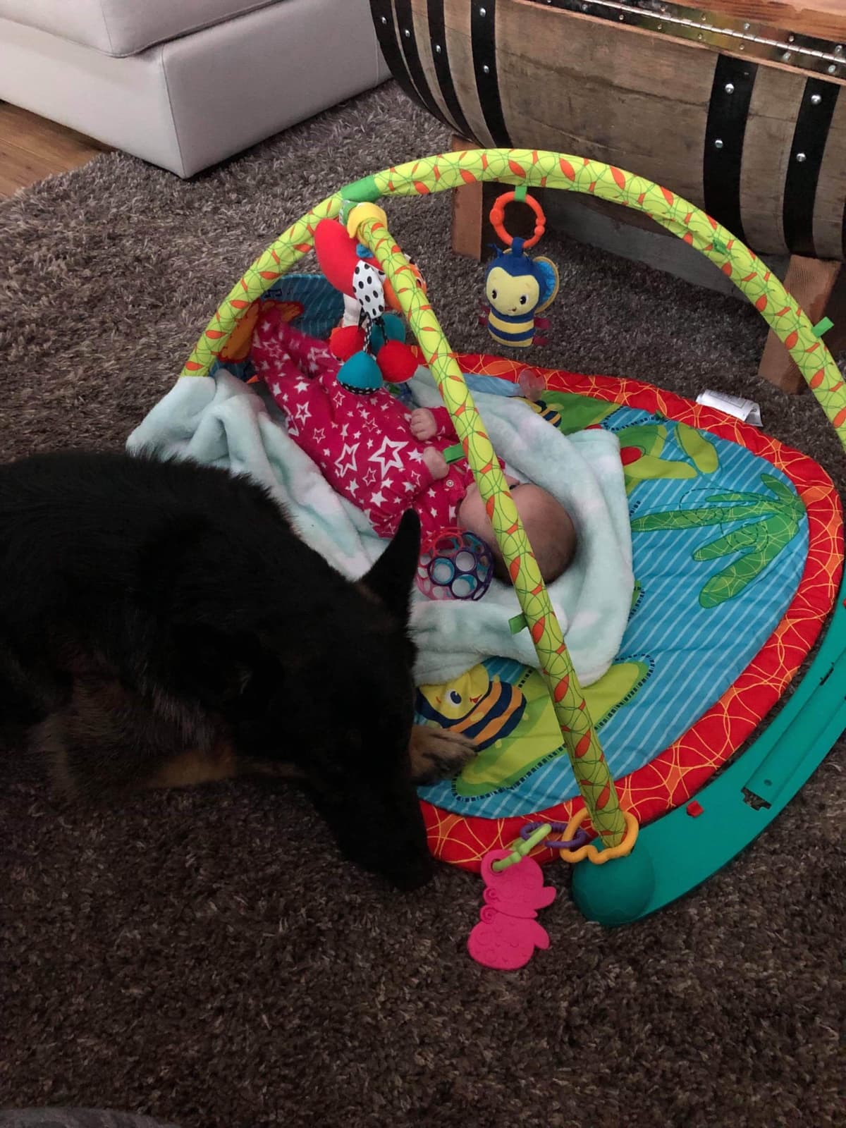 German Shepherd Dog Puppies breeder image 39