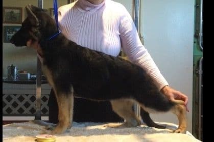 German Shepherd Dog Puppies breeder image 41