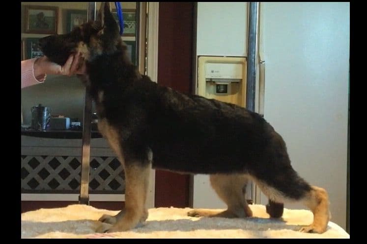 German Shepherd Dog Puppies breeder image 42