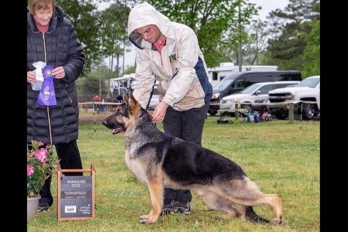 German Shepherd Dog Puppies breeder image 2