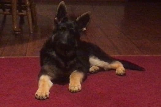 German Shepherd Dog Puppies breeder image 43