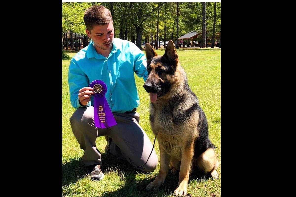 German Shepherd Dog Puppies breeder image 45