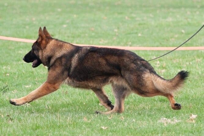 German Shepherd Dog Puppies breeder image 47
