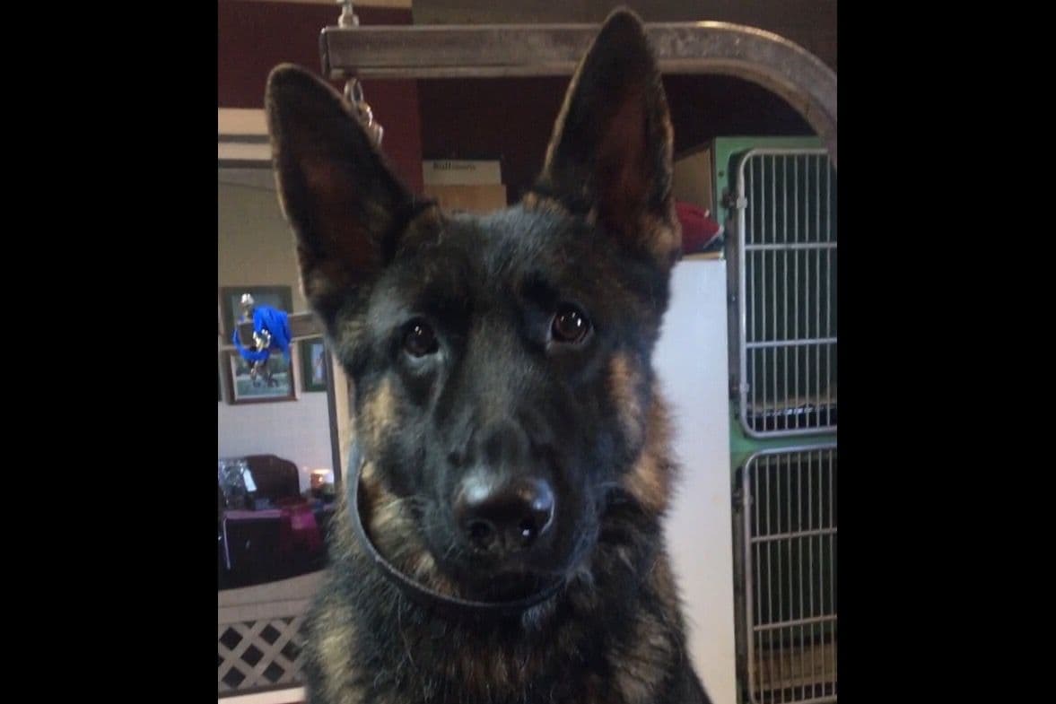 German Shepherd Dog Puppies breeder image 48