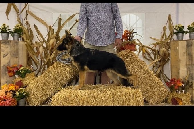German Shepherd Dog Puppies breeder image 49