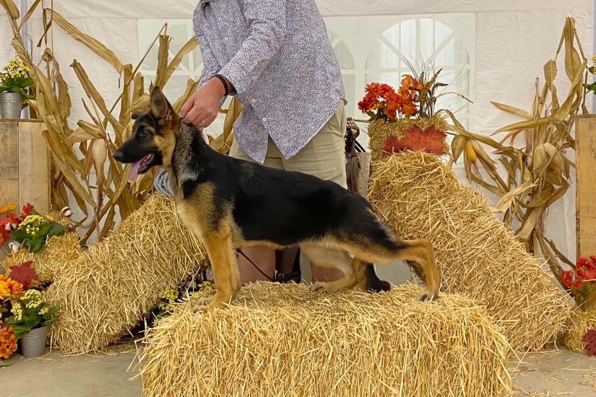 German Shepherd Dog Puppies breeder image 50