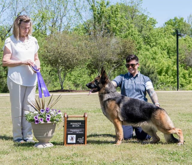 German Shepherd Dog Puppies media 2