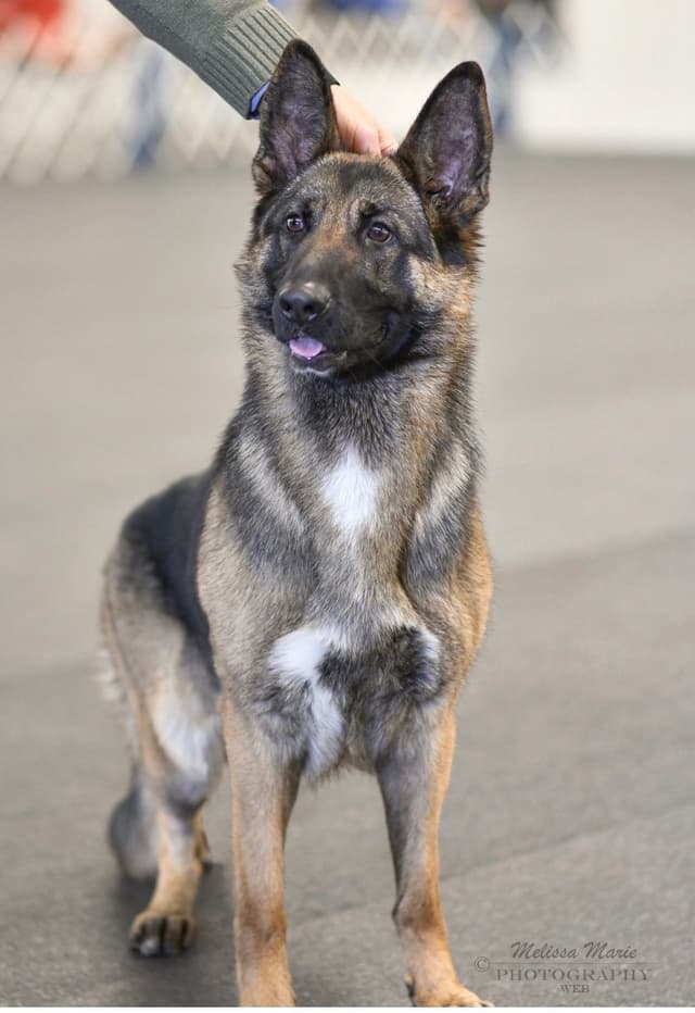 German Shepherd Dog Puppies media 3