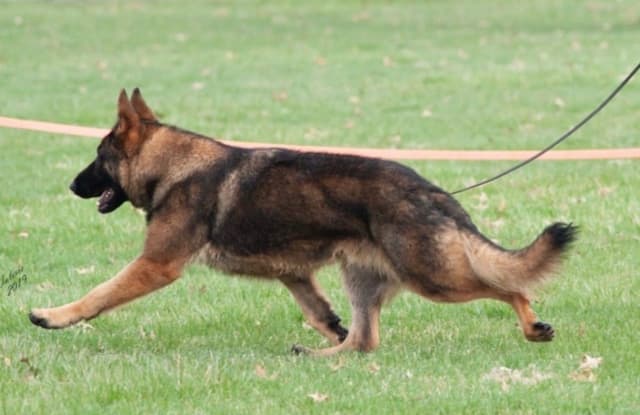 German Shepherd Dog Puppies media 5
