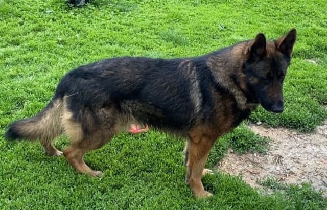 German Shepherd Dog Puppies media 6
