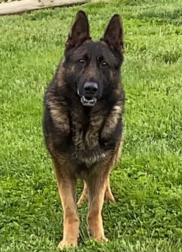 German Shepherd Dog Puppies media 7