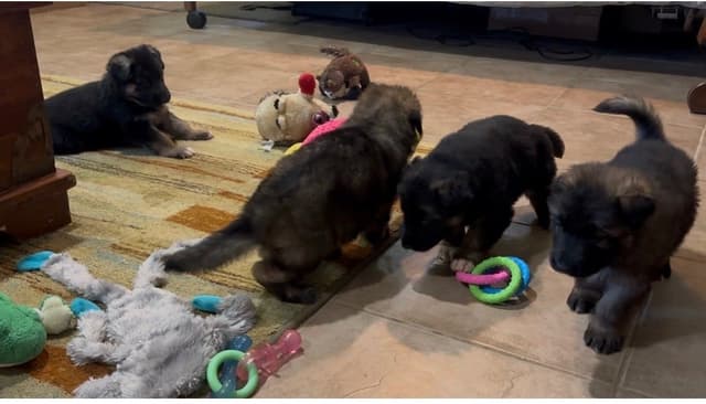 German Shepherd Dog Puppies media 8