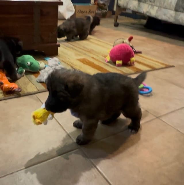 German Shepherd Dog Puppies media 9