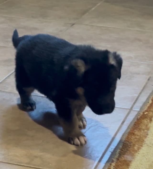 German Shepherd Dog Puppies media 11
