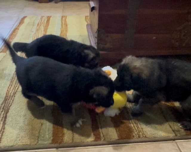 German Shepherd Dog Puppies media 10