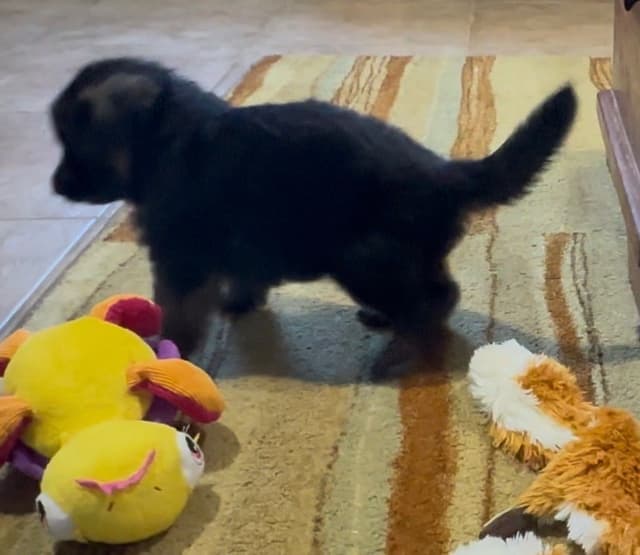 German Shepherd Dog Puppies media 12