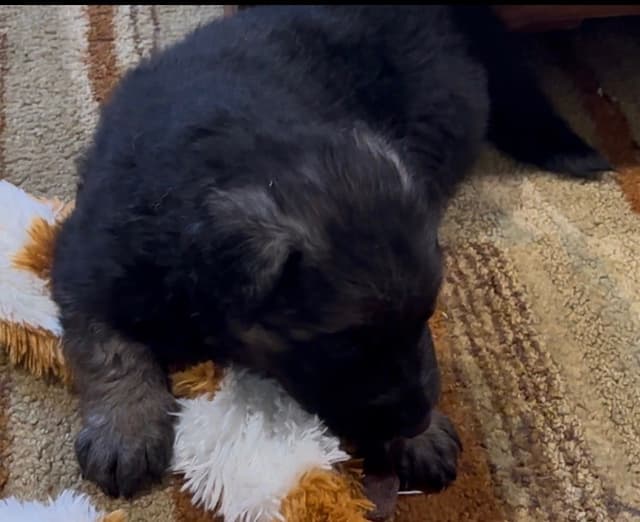 German Shepherd Dog Puppies media 13
